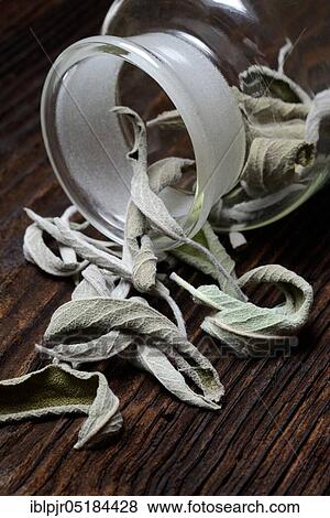 Dried sage leaves ( Salvia officinalis) View Large Photo Image Stock Photo - Dried sage leaves ( Salvia officinalis). Fotosearch