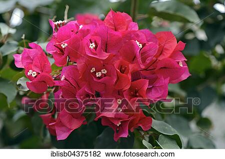 Stock Image - Drilling flower (Bougainvillea glabra) or Bougainvillea, blossoms, origin South America, Jardín de Aclimatión de La Orotava Botanical Garden, Puerto de la Cruz, Tenerife, Spain, Europe. Fotosearch