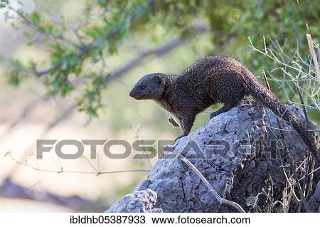 Dwarf mongoose, Moremi Game Reserve, Okavango Delta (Helogale parvula), Botswana, Africa View Large Photo Image Stock Image - Dwarf mongoose, Moremi Game Reserve, Okavango Delta (Helogale parvula), Botswana, Africa. Fotosearch