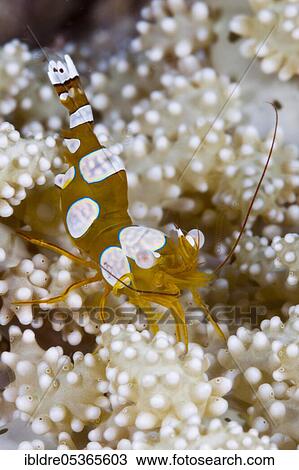 Dwarf shrimp (Thor amboinensis), Triton Bay, West Papua, Indonesia, Asia View Large Photo Image Stock Image - Dwarf shrimp (Thor amboinensis), Triton Bay, West Papua, Indonesia, Asia. Fotosearch