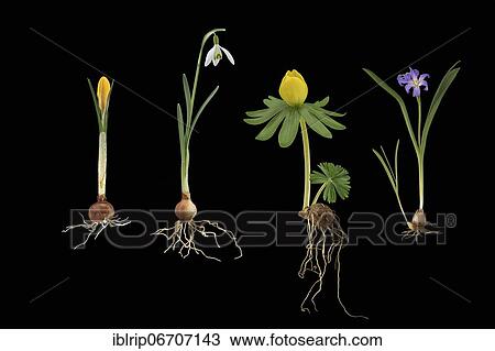 Early flowering plants: Crocus (Crocus chrysanthus), Snowdrop (Galanthus), Winter aconite (Eranthis hyemalis), Common star hyacinth (Chionodoxa luciliae), Germany, Europe View Large Photo Image Stock Image - Early flowering plants: Crocus (Crocus chrysanthus), Snowdrop (Galanthus), Winter aconite (Eranthis hyemalis), Common star hyacinth (Chionodoxa luciliae), Germany, Europe. Fotosearch