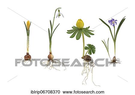 Early flowering plants: Crocus (Crocus chrysanthus), Snowdrop (Galanthus), Winter aconite (Eranthis hyemalis), Common star hyacinth (Chionodoxa luciliae), Germany, Europe View Large Photo Image Stock Image - Early flowering plants: Crocus (Crocus chrysanthus), Snowdrop (Galanthus), Winter aconite (Eranthis hyemalis), Common star hyacinth (Chionodoxa luciliae), Germany, Europe. Fotosearch