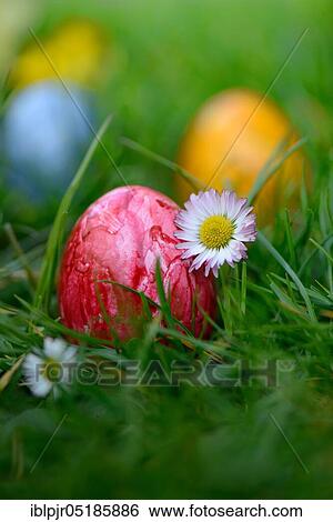 Easter eggs in grass View Large Photo Image Stock Photograph - Easter eggs in grass. Fotosearch