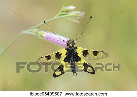 Eastern butterfly, Istria (Libelloides macaronius), Croatia, Europe View Large Photo Image Stock Photo - Eastern butterfly, Istria (Libelloides macaronius), Croatia, Europe. Fotosearch