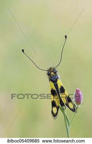 Stock Photography - Eastern butterfly, Istria (Libelloides macaronius), Croatia, Europe. Fotosearch