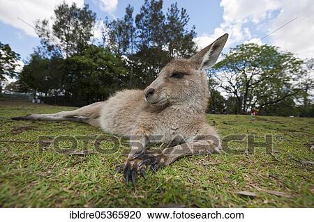 Eastern giant grey kangaroo (Macropus giganteus), Brisbane, Australia, Oceania View Large Photo Image Stock Image - Eastern giant grey kangaroo (Macropus giganteus), Brisbane, Australia, Oceania. Fotosearch