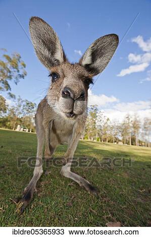 Eastern giant grey kangaroo (Macropus giganteus), Brisbane, Australia, Oceania View Large Photo Image Stock Image - Eastern giant grey kangaroo (Macropus giganteus), Brisbane, Australia, Oceania. Fotosearch