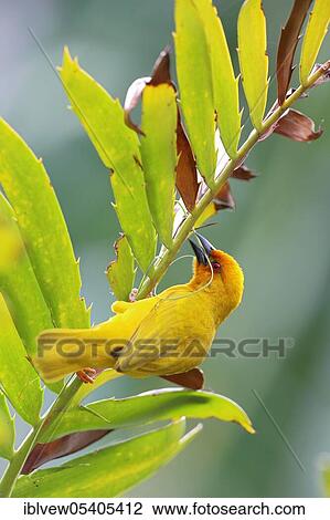 Stock Image - Eastern Golden Weaver (Ploceus subaureus), Zanzibar, Tanzania, Africa. Fotosearch