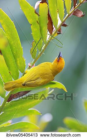 Stock Image - Eastern Golden Weaver (Ploceus subaureus), Zanzibar, Tanzania, Africa. Fotosearch