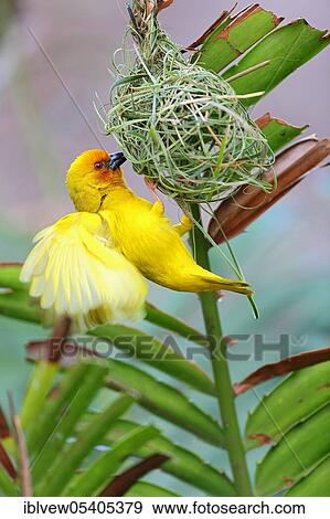 Stock Photo - Eastern Golden Weaver (Ploceus subaureus), Zanzibar, Tanzania, Africa. Fotosearch