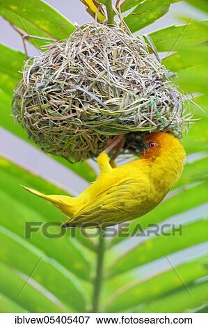 Eastern Golden Weaver (Ploceus subaureus), Zanzibar, Tanzania, Africa View Large Photo Image Stock Photo - Eastern Golden Weaver (Ploceus subaureus), Zanzibar, Tanzania, Africa. Fotosearch