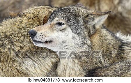 Stock Photo - Eastern Wolf, Eastern timber wolf (Canis lupus lycaon) in winter coat, portrait, Baden-Württemberg, Germany, Europe. Fotosearch