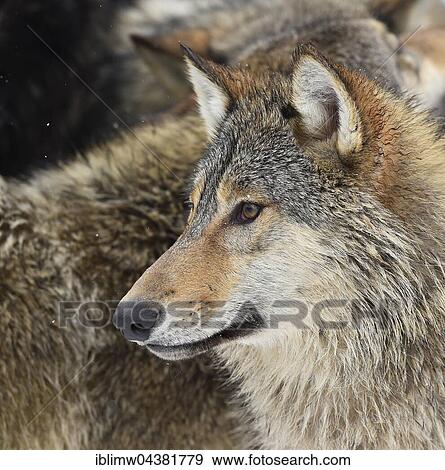 Eastern Wolf, Eastern timber wolf (Canis lupus lycaon) in winter coat, portrait, Baden-Württemberg, Germany, Europe View Large Photo Image Stock Photo - Eastern Wolf, Eastern timber wolf (Canis lupus lycaon) in winter coat, portrait, Baden-Württemberg, Germany, Europe. Fotosearch