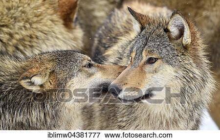 Eastern wolves, Eastern timber wolves (Canis lupus lycaon) in winter coat, Baden-Württemberg, Germany, Europe View Large Photo Image Stock Photo - Eastern wolves, Eastern timber wolves (Canis lupus lycaon) in winter coat, Baden-Württemberg, Germany, Europe. Fotosearch