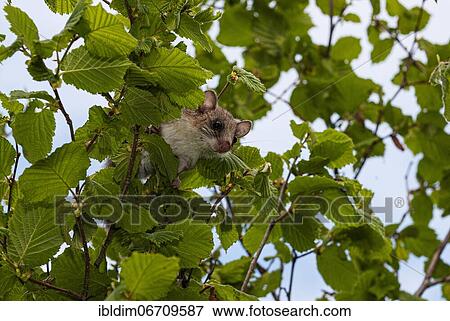Edible dormouse (Glis glis) in tree, Kresna, Bulgaria, Europe View Large Photo Image Stock Photo - Edible dormouse (Glis glis) in tree, Kresna, Bulgaria, Europe. Fotosearch