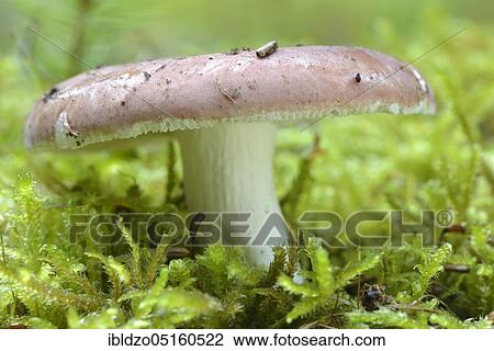 Edible pigeon (Russula vesca) View Large Photo Image Stock Image - Edible pigeon (Russula vesca). Fotosearch