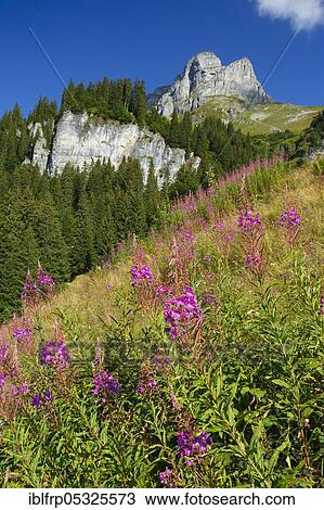 Stock Image - Eggstock, Braunwald, Glarus, Glarus Alps, Switzerland, Europe. Fotosearch