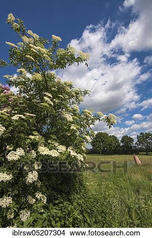 Elder bush, Lower Saxony, Germany, Europe View Large Photo Image Picture - Elder bush, Lower Saxony, Germany, Europe. Fotosearch