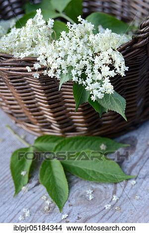 Elderflower in basket (Sambucus nigra) View Large Photo Image Picture - Elderflower in basket (Sambucus nigra). Fotosearch
