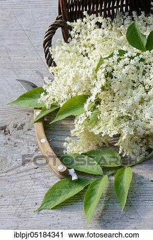 Elderflower in basket (Sambucus nigra) View Large Photo Image Stock Image - Elderflower in basket (Sambucus nigra). Fotosearch