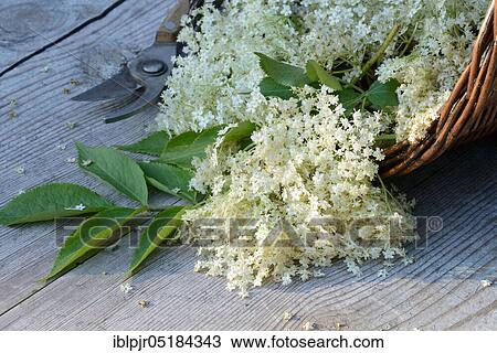 Elderflower in basket (Sambucus nigra) View Large Photo Image Stock Image - Elderflower in basket (Sambucus nigra). Fotosearch