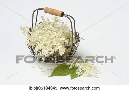 Stock Photography - Elderflower in wire basket (Sambucus nigra). Fotosearch