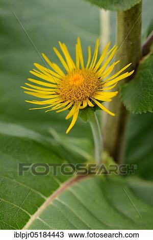 Stock Image - Elecampane ( Inula helenium). Fotosearch