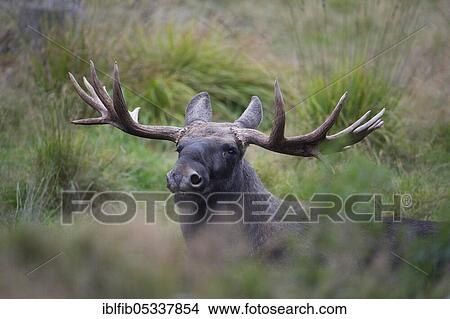 Elk (Alces alces) Bull, Sweden, Europe View Large Photo Image Picture - Elk (Alces alces) Bull, Sweden, Europe. Fotosearch