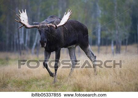 Elk (Alces alces) male, Sweden, Europe View Large Photo Image Stock Photography - Elk (Alces alces) male, Sweden, Europe. Fotosearch