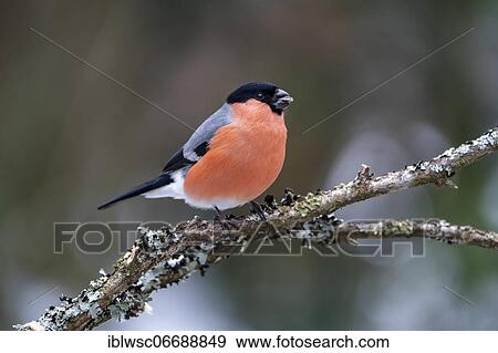 Eurasian bullfinch (Pyrrhula pyrrhula), male, with sunflower seed in beak, Vulkaneifel, Rhineland-Palatinate, Germany, Europe View Large Photo Image Stock Photo - Eurasian bullfinch (Pyrrhula pyrrhula), male, with sunflower seed in beak, Vulkaneifel, Rhineland-Palatinate, Germany, Europe. Fotosearch