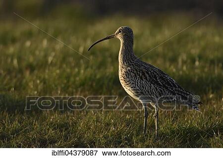 Eurasian curlew (Numenius arquata) standing in meadow, Texel, North Holland, Netherlands View Large Photo Image Stock Photo - Eurasian curlew (Numenius arquata) standing in meadow, Texel, North Holland, Netherlands. Fotosearch
