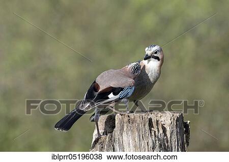 Stock Photo - Eurasian jay (Garrulus glandarius) Lower Saxony, Germany, Europe. Fotosearch