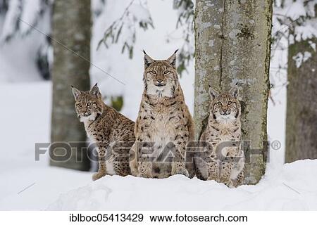 Eurasian lynx (Lynx lynx) family, Bavarian Forest National Park, Bavaria, Germany, Europe View Large Photo Image Stock Photo - Eurasian lynx (Lynx lynx) family, Bavarian Forest National Park, Bavaria, Germany, Europe. Fotosearch