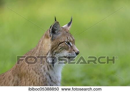 Eurasian lynx (Lynx lynx) View Large Photo Image Stock Image - Eurasian lynx (Lynx lynx). Fotosearch
