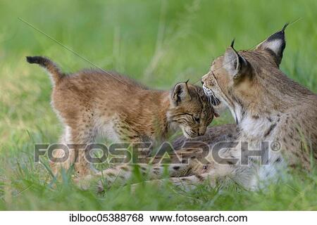 Eurasian lynx (Lynx lynx) View Large Photo Image Stock Photo - Eurasian lynx (Lynx lynx). Fotosearch