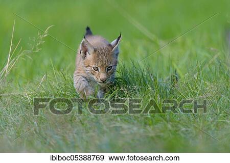 Eurasian lynx (Lynx lynx) View Large Photo Image Stock Photo - Eurasian lynx (Lynx lynx). Fotosearch