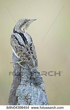 Eurasian wryneck (Jynx torquilla), Middle Elbe Biosphere Reserve, Saxony-Anhalt, Germany, Europe View Large Photo Image Picture - Eurasian wryneck (Jynx torquilla), Middle Elbe Biosphere Reserve, Saxony-Anhalt, Germany, Europe. Fotosearch