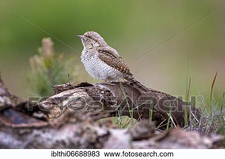 Stock Image - Eurasian Wryneck (Jynx torquilla), sits on deadwood, Middle Elbe Biosphere Reserve, Saxony-Anhalt, Germany, Europe. Fotosearch