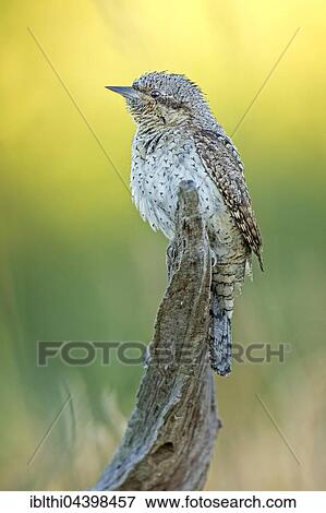 Eurasian wryneck (Jynx torquilla), Middle Elbe Biosphere Reserve, Saxony-Anhalt, Germany, Europe View Large Photo Image Stock Photo - Eurasian wryneck (Jynx torquilla), Middle Elbe Biosphere Reserve, Saxony-Anhalt, Germany, Europe. Fotosearch