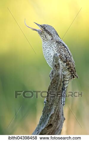 Eurasian wryneck (Jynx torquilla), calling, Middle Elbe Biosphere Reserve, Saxony-Anhalt, Germany, Europe View Large Photo Image Stock Photo - Eurasian wryneck (Jynx torquilla), calling, Middle Elbe Biosphere Reserve, Saxony-Anhalt, Germany, Europe. Fotosearch