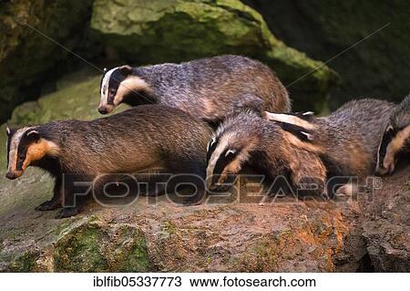 European badger (Meles meles), badger family with three young, Bavaria, Germany, Europe View Large Photo Image Stock Image - European badger (Meles meles), badger family with three young, Bavaria, Germany, Europe. Fotosearch