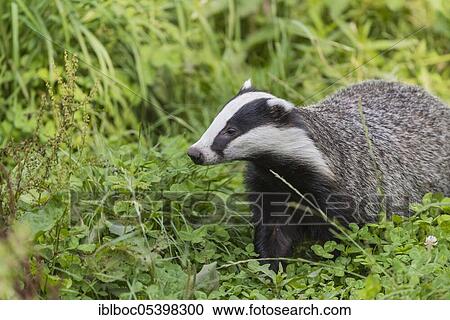 Stock Image - European badger (Meles meles), Lower Saxony, Germany, Europe. Fotosearch