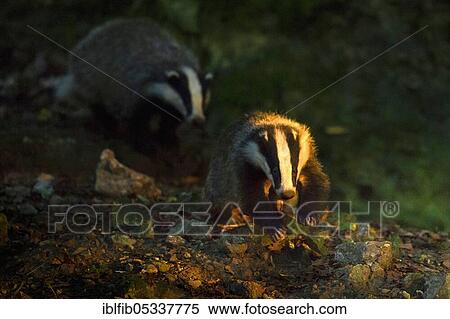 European badger (Meles meles), young badger running, Bavaria, Germany, Europe View Large Photo Image Stock Photography - European badger (Meles meles), young badger running, Bavaria, Germany, Europe. Fotosearch