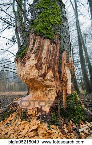 Stock Photo - European beaver (Castor fiber), feeding traces, Bad Hersfeld, Hesse, Germany, Europe. Fotosearch