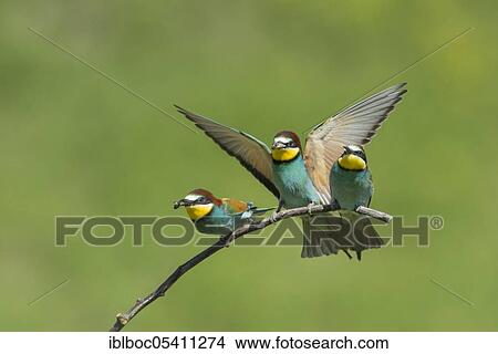 European bee-eaters (Merops apiaster), Magdeburg, Saxony-Anhalt, Germany, Europe View Large Photo Image Picture - European bee-eaters (Merops apiaster), Magdeburg, Saxony-Anhalt, Germany, Europe. Fotosearch