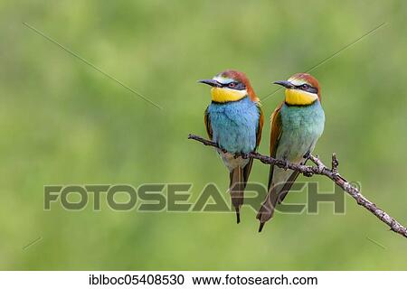 Stock Image - European bee-eaters (Merops apiaster), Magdeburg, Saxony-Anhalt, Germany, Europe. Fotosearch
