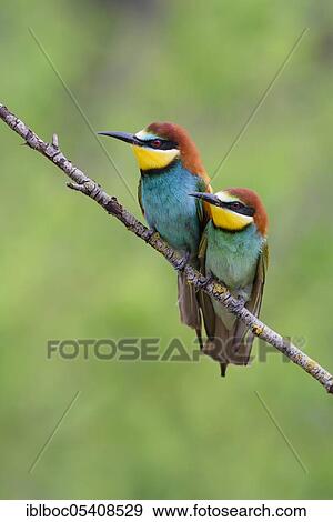 European bee-eaters (Merops apiaster), Magdeburg, Saxony-Anhalt, Germany, Europe View Large Photo Image Stock Photo - European bee-eaters (Merops apiaster), Magdeburg, Saxony-Anhalt, Germany, Europe. Fotosearch