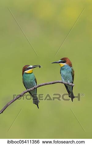 European bee-eaters (Merops apiaster), Magdeburg, Saxony-Anhalt, Germany, Europe View Large Photo Image Stock Photograph - European bee-eaters (Merops apiaster), Magdeburg, Saxony-Anhalt, Germany, Europe. Fotosearch