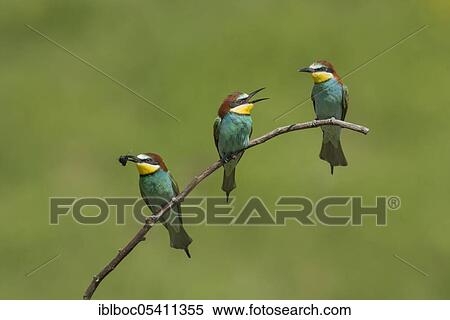 European bee-eaters (Merops apiaster), Magdeburg, Saxony-Anhalt, Germany, Europe View Large Photo Image Stock Photography - European bee-eaters (Merops apiaster), Magdeburg, Saxony-Anhalt, Germany, Europe. Fotosearch