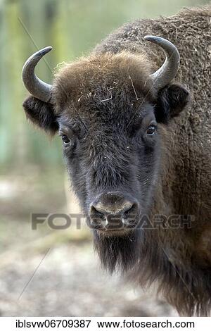 Stock Photo - European bison (Bos bonasus), captive, Game Park in Fredeburg, Schleswig-Holstein, Germany, Europe. Fotosearch